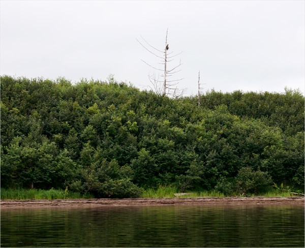 Орлан на берегу залива